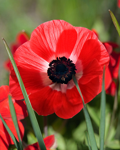 ANEMONE CORONARIA HOLLANDIA 100 kusov